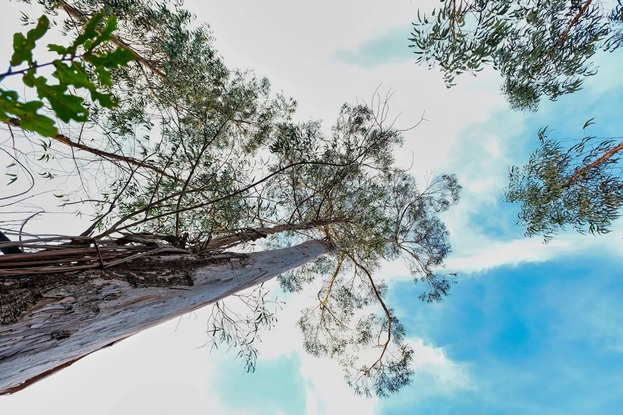 Tall eucalyptus trees