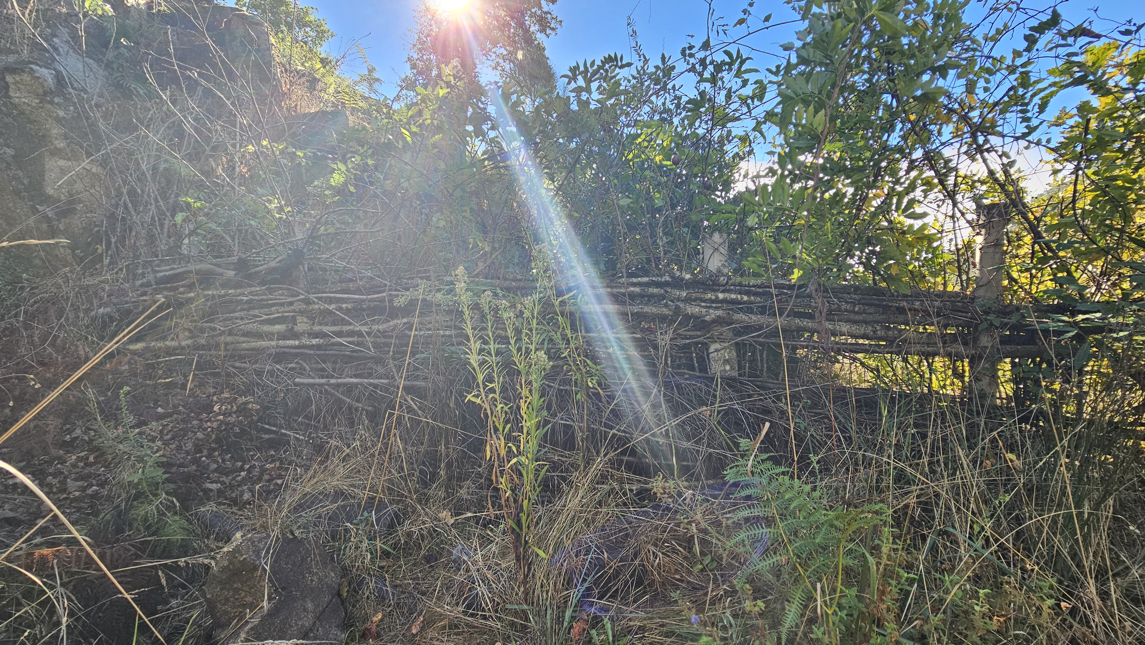 Traditional wattle fence construction from eucalyptus poles